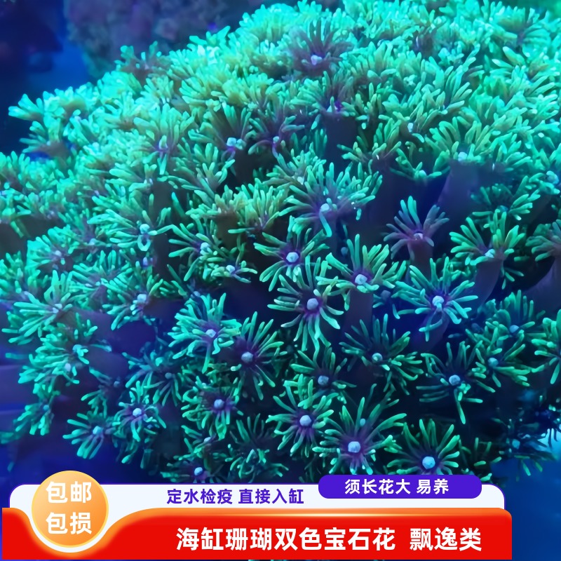 珊瑚 🪸 【9/21記錄一下