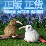 Новая Зеландия странная птица Киви