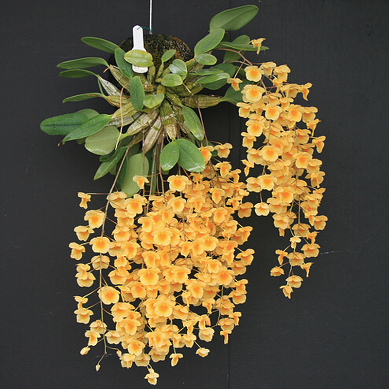 (Fosun high photo Dendrobium Candidum) Dendrobium Dendrobium Dendrobium Candidendrobium fresh dendrobium Dendrobium Candidendrobium