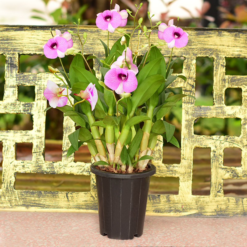 Road Health Care Autumn Dendrobium black cup Miao dendrobium Dendrobium Nodendrobium Nodendrobium Nobile Fresh Strips of Maple Stone Dendrobium