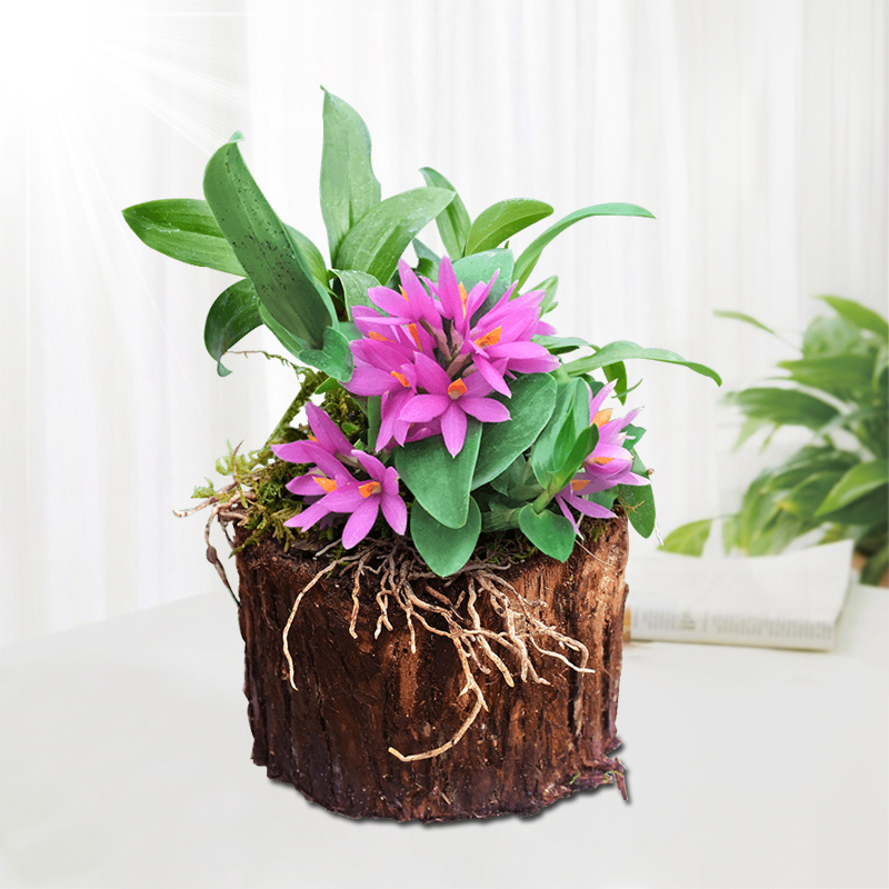 (Red lotus dendrobium stump) with wood delivery non-dendrobium seedling fresh strip maple bucket dendrobium flower