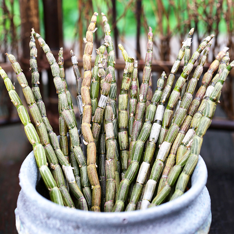 (Buy 3 send 1 catty) Dendrobium Candidendrobium 500 grams of gift boxed Dendrobium Dendrobium Candidendrobium Dried Flowers