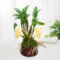 (Golden Yuliangyuan Dendrobium stump) with Wood delivery non-Dendrobium seedlings fresh strips of Maple iron skin Dendrobium flower