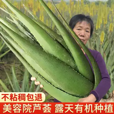 American Curacao Aloe Vera Seedlings Beauty Salon Eating Fresh Large Leaf Tablets Indoor Green Potted Plants