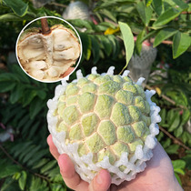 Chenghai Camphor Forest Ringo Fruit Tropical Fruit Damu Annona Apple Custard Apple Shantou Specialty Linqin Fruit Shunfeng