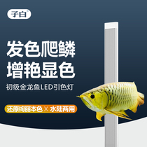 Sub-white golden dragon fish cylinder light led waterproof aquarium lighting Golden Dragon light brightening color