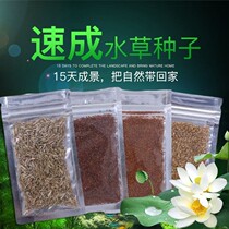 Aquatic plant seeds Mini leafy fish tank Foreground grass Crash lawn seeds Aquarium landscaping Dwarf pearl cow hair grass