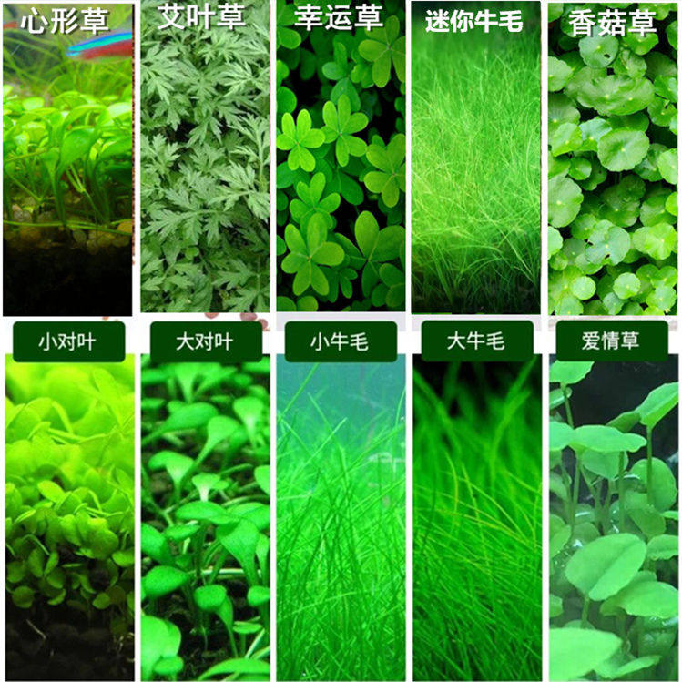 Aquatic grass seeds Mini pair of leaves Foreground grass Large leaf pearl cow hair grass seeds Ecological fish tank landscaping package