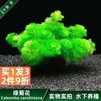 Qiancaotang Aquarium green Chrysanthemum Небольшая трава посадка рыбных аквариумов до и после ландшафта