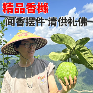 【经典款】云南食用香橼新鲜水果清甜清供摆件闻香现摘天然香薰