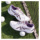 Asics Asics r9/r10 профессиональные теннисные туфли мужские ff3 Djokovic такая же дышащая спортивная обувь, повседневные кроссовки для бега mini 4
