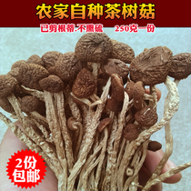 Jinggangshan tea tree mushroom dry goods farm selection dry goods tea tree mushroom tea does not open an umbrella New goods special special fragrance sulfur-free