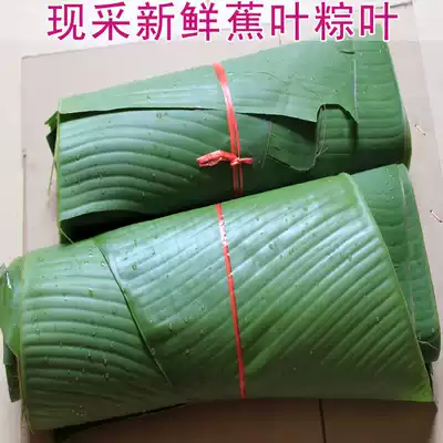 Freshly picked fresh plantain leaves, banana leaves, banana leaves, banana leaves, banana leaves, banana leaves, banana leaves, banana leaves, banana leaves, banana leaves, banana leaves, banana leaves, banana leaves, banana leaves, banana leaves, banana leaves, banana leaves, banana leaves