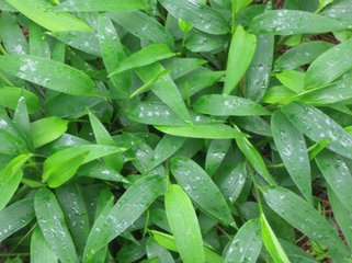 Current collection of fresh light bamboo leaves duck metatarsal Bamboo Joints 500g 