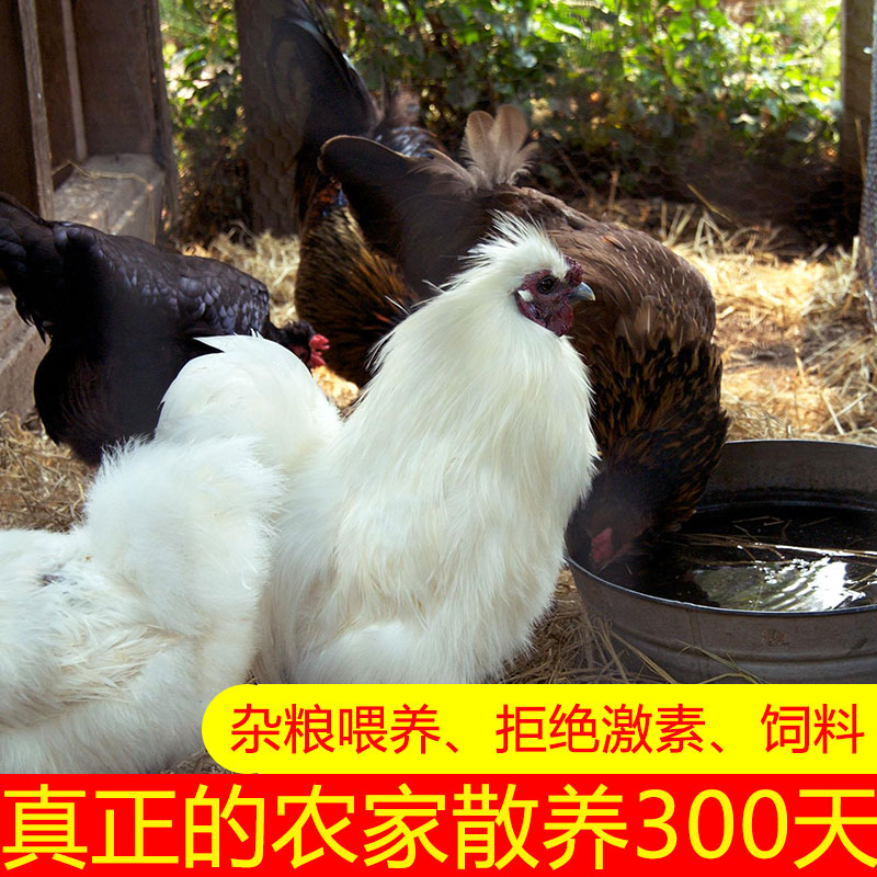 长生和 农家散养300天白凤乌鸡 净重750g*2只 图2