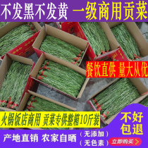 亳州贡菜干特级新货苔杆响菜农家土特产火锅饭店商用带箱5-10斤