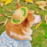 Шапка, милая солнцезащитная шляпа, аксессуар для волос, популярно в интернете