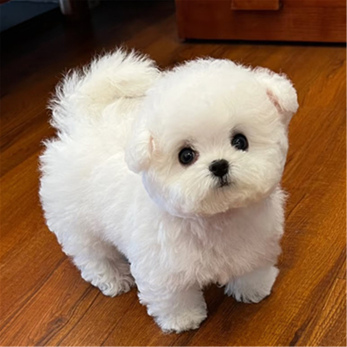 小型犬互动解闷训练毛绒响铃卡通飞盘，爆款宠物玩具，让你的宝贝狗狗快乐不停歇！-飞盘-淘宝好物网, image size:1440x1440