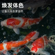 ອາຫານປາ Koi 40 ປອນຊຸດໃຫຍ່ carp food goldfish freshwater universal particles ornamental fish special floating fish food