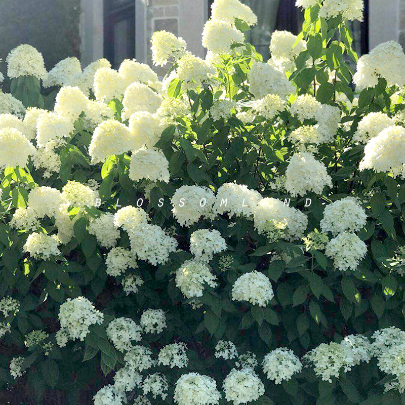 Warm Warm Peninsula Cone Embroidered Ball Combined Lime Light Polar Bear Courtyard Flower landscape plants resistant to cold and heat resistance