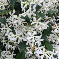 Warm Peninsula Tori white windmill jasmine climbing vine plants Four Seasons evergreen heat-resistant and cold-resistant courtyard potted