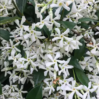 Warm Peninsula Tori white windmill jasmine climbing vine plants Four Seasons evergreen heat-resistant and cold-resistant courtyard potted