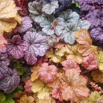 Warm Peninsula Alum Root Collection Garden Palette Four Seasons Cold Resistant Ratoons Color Leaf Balcony Potted Leaf Plants