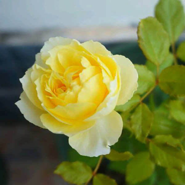 Warm and warm peninsula small yellow Chicken Flowers with large cups cut flowers with thick and fragrant rose Rosary season Four Seasons bloom