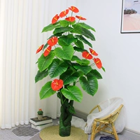 1,6 метра богатства красной ладони (без горшков)