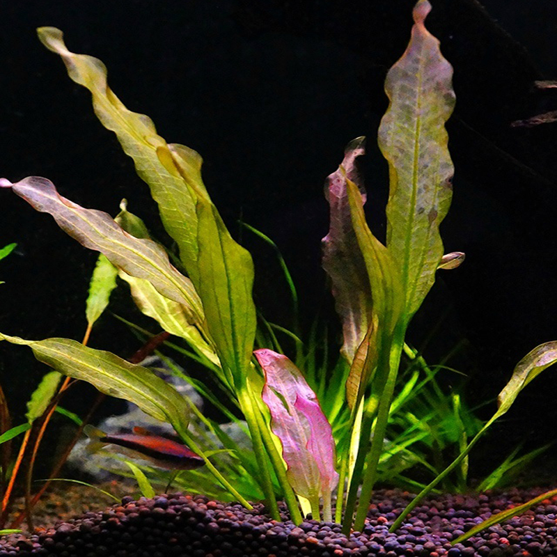 水族界里的皇冠：多彩皇冠水草全揭秘