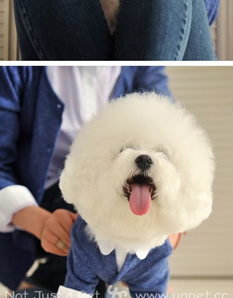 UNPET Breguet Pet Quần áo Quần áo Teddy Bears Vòng cổ dài tay áo xanh Áo khoác chó Áo len Hàn Quốc - Quần áo & phụ kiện thú cưng áo dành cho mèo	