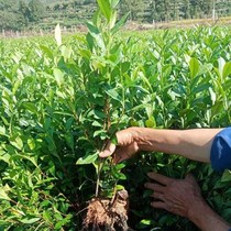 Authentic Longjing 43 tea seedlings Early tea tree Garden planting spring tea tea seedlings Balcony potted four seasons can be planted Family