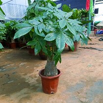 Braided one-shot fortune tree seedlings Potted small bonsai Fortune money tree Fortune tree seedlings Office living room plants