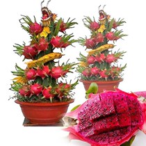 (Buy 2 and get 1 free)Red heart dragon fruit saplings North and South indoor potted fruit tree seedlings four seasons planting