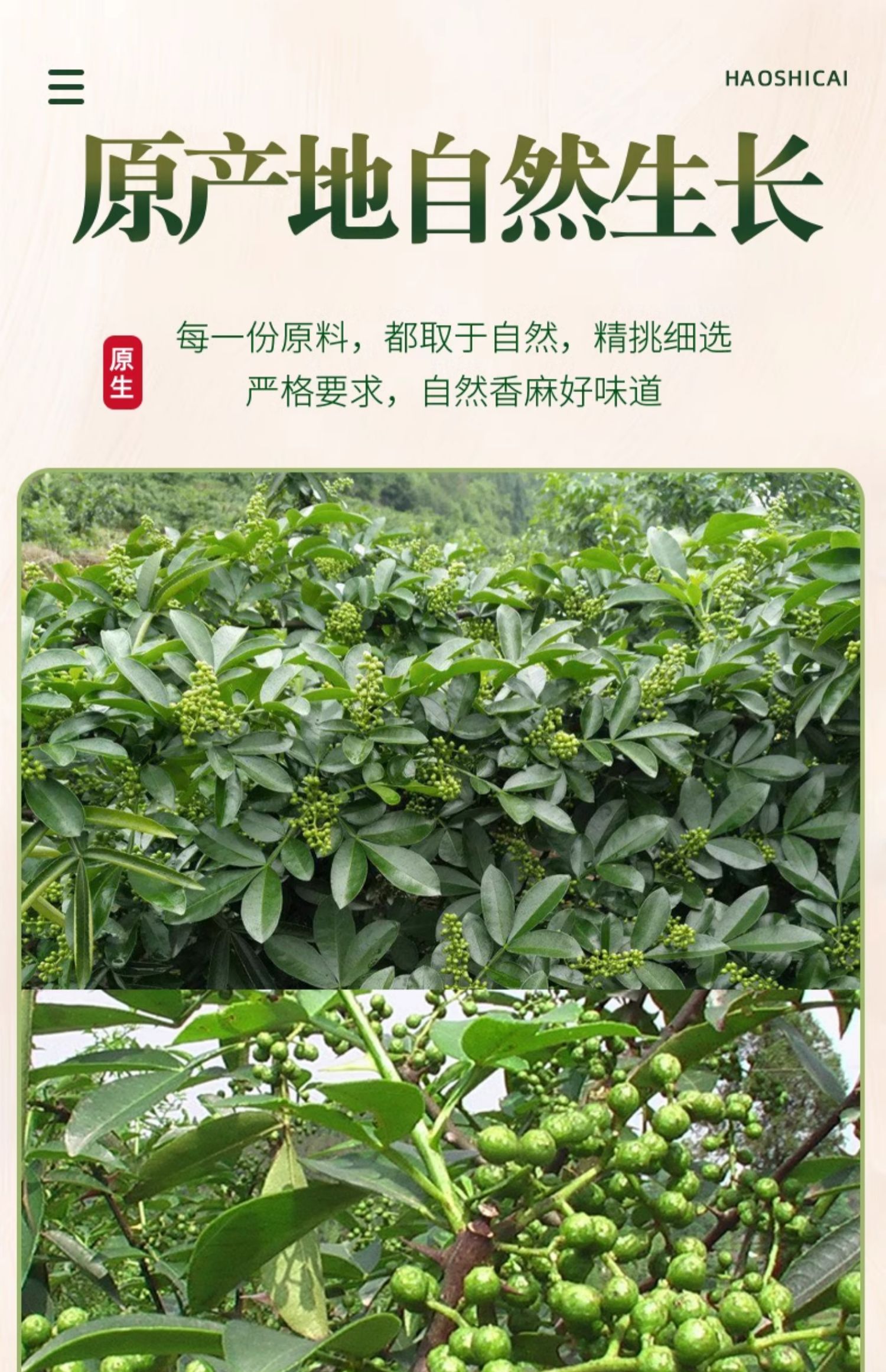 安享好物 安享S级花椒-桂味王青花椒 国标 