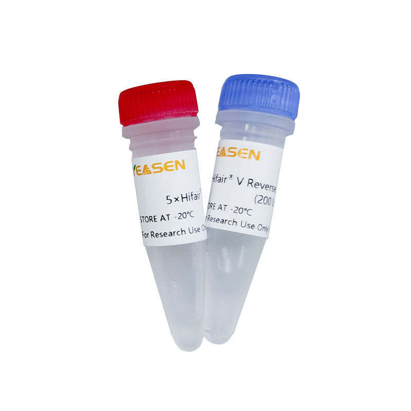 第五代耐热逆转录酶 货号11300ES92 Yeasen/翌圣生物