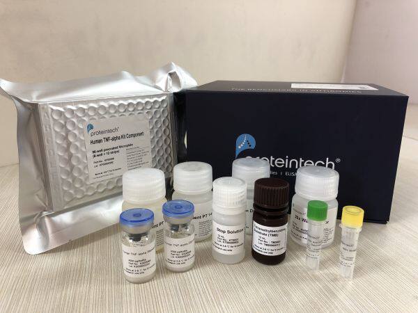 Beta-Catenin Antibody抗体 货号66379-1-Ig proteintech三鹰生物