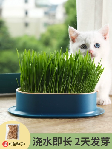 Грава кошачья трава сажан