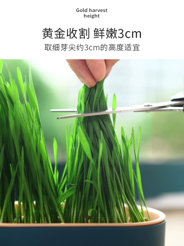 Грава кошачья трава сажан