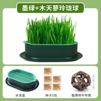 Нет практических чернил Земли [Отправить 5 пакетов семян]+мухотянья линглонги (мята)