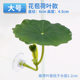 Betta Fish Resting and Hiding Leaf, Spawning Lotus Leaf, Artificial Aquatic Plant Leaf, Sleeping Bed, Fish Tank Landscaping Decoration Ornament