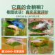 Betta Fish Resting and Hiding Leaf, Spawning Lotus Leaf, Artificial Aquatic Plant Leaf, Sleeping Bed, Fish Tank Landscaping Decoration Ornament