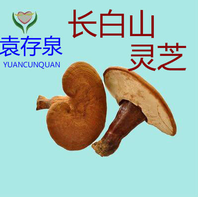 Northeast Changbai Mountain Glossy Lingzhi Dry Goods Yuan Deposit Springs