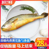 Zhoushan fresh ecological yellow croaker about 300g fresh large yellow croaker marine fish aquatic seafood fishing chilled fish