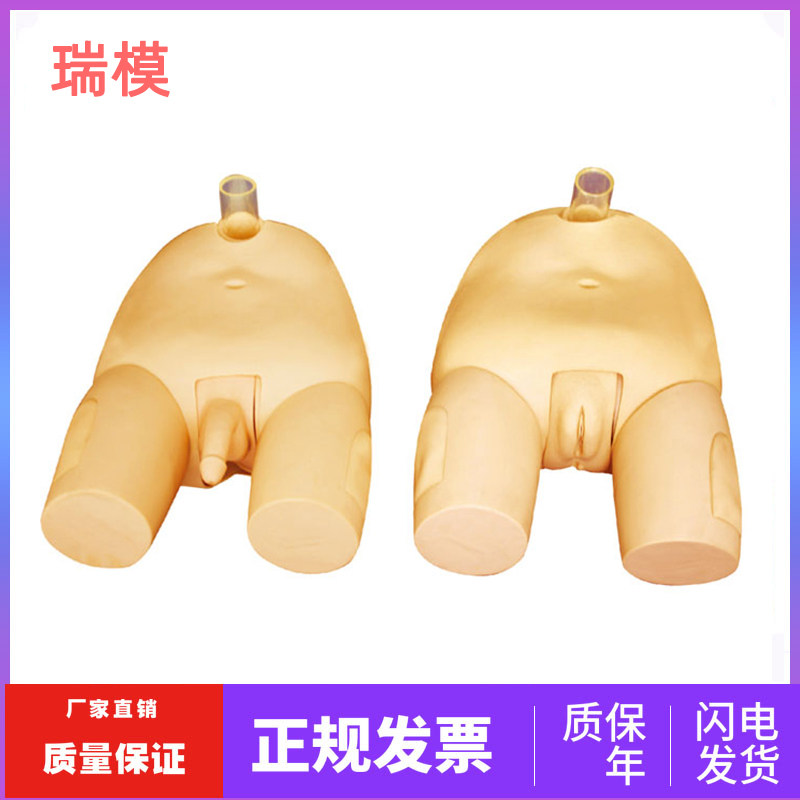 男女性膀胱穿刺模型 成人膀胱穿刺模型 膀胱冲洗模型医用教学模型