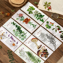 Monet Garden PET Hand Tent Sticker Packs Large Size Plant Flowers Mushrooms Retro Ins Wind Hand Ledger Mobile Phone Sticker