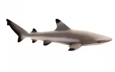 Animal model American toy animal S black fin reef shark black fin shark