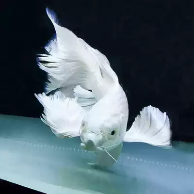 Taiwan Butterfly Carp live platinum cold water ornamental fish fry Freshwater short-bodied dragon and phoenix long-tailed Koi Princess