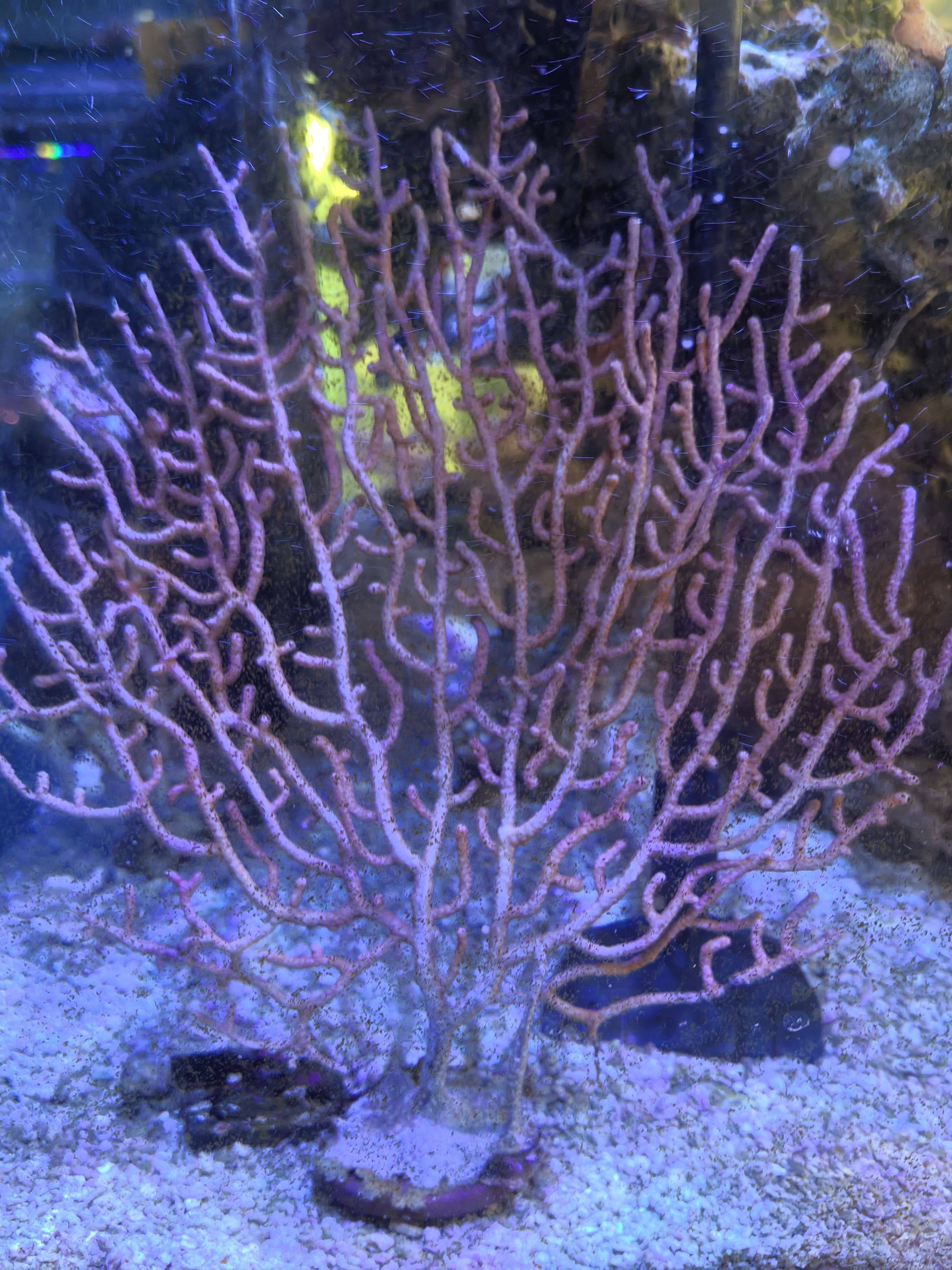 闪千手珊瑚海水繁殖活体软体LPS：加勒比海缸里的梦幻精灵！-珊瑚-淘宝