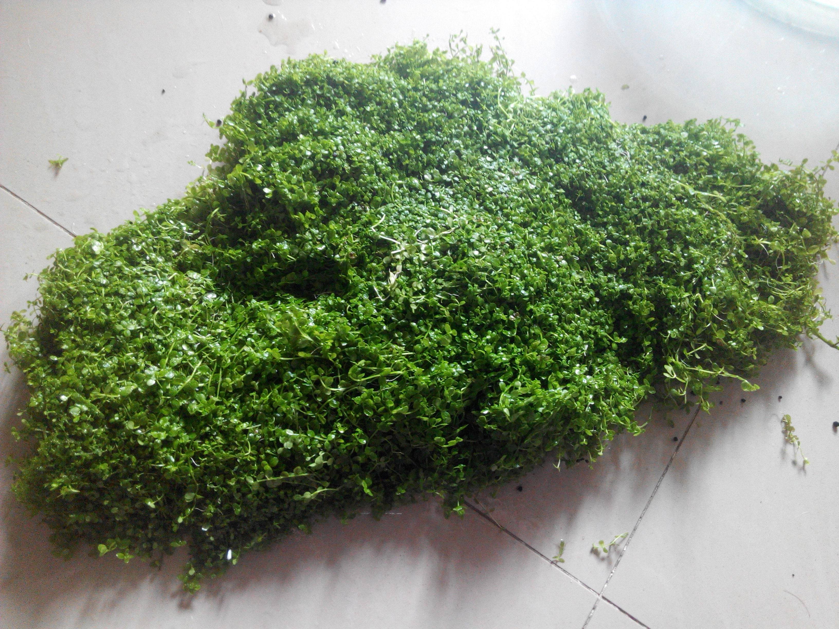 前景水草迷你矮天湖葵爬地矮珍珠挖耳草牛毛翡翠日本矮珍珠 天湖 牛毛 日本 水草 翡翠 淘大牌 培训网